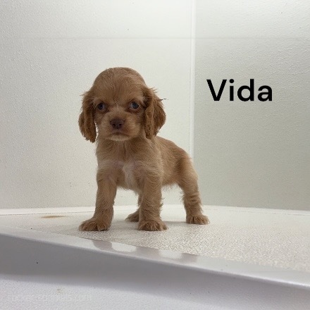 puppy, for, sale, Cocker Spaniel, Joe & Cherri  Overlease, dog, breeder, Miller, MO, dog-breeder, puppy-for-sale, forsale, nearby, find, puppyfind, locator, puppylocator, aca